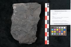 Foto (Objekt + Etikett) von Callipteris sp.  (NHMW-GEO-2024-0188-10912)